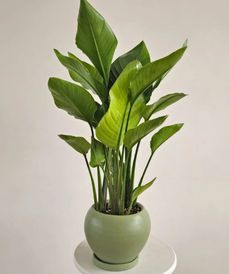 Miniature Strelitzia in Plant Pot