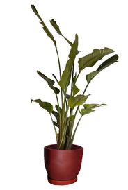 Sterilizia Nicolai in Pot