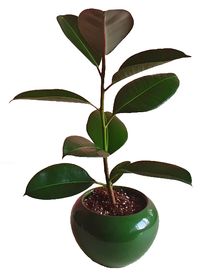 Ficus Rubber Fig Plant in Pot