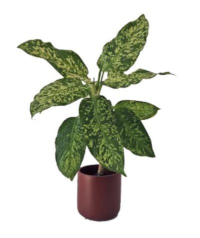Plant Cult