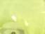 Lime Green - 12