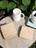 Beige Terrazzo