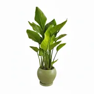 Miniature Strelitzia in Plant Pot