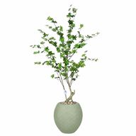 Artificial Maple Tree with Paula Pot
