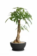 Money Tree Natural Plant In Bowl