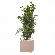 Natural Weeping Fig In Cube Pot