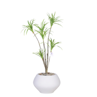 Artificial Dracaena Riki Tree with Kora Pot