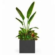 Natural Augusta & Croton In Cube Pot
