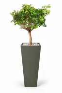 Dwarf Ficus Natural In Obelisk Pot