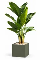 Natural Augusta In Cube Pot