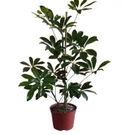 Schefflera