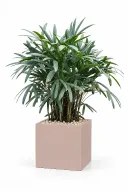 Lady Palm Natural In Cube Pot