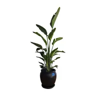 Miniature Strelitzia in Plant Pot