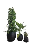 ثلاثية نباتات منخفضة الإضاءة في أواني