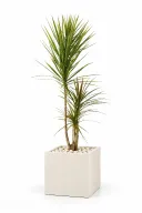 Dracaena Tricolour Natural In Cube Pot
