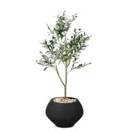 Artificial Olive Tree with Kora Planter Pot
