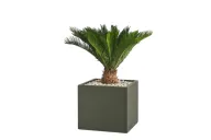 Modern Potted Natural Cycad Palm In Cube Pot