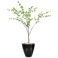 Artificial Maple Tree in Terrazzo Pot