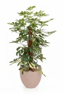 Variegated Schefflera Natural Plant In Curve Pot