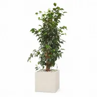 Natural Weeping Fig In Cube Pot