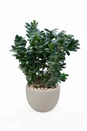 Ficus Microcarba Natural Plant In Curve Pot