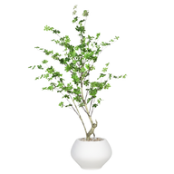 Artificial Maple Tree with Kora Planter