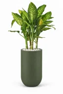 Dieffenbachia Natural Plant In Luna Pot