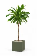 Dracaena Fragrans Natural In Cube Pot