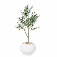 Artificial Olive Tree with Kora Planter Pot