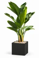 Natural Augusta In Cube Pot