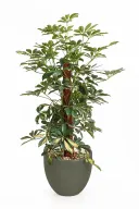 Variegated Schefflera Natural Plant In Curve Pot