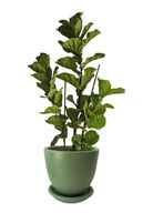 Fiddle Leaf Fig Plant with a 50cm Plant Pot