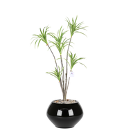 Artificial Dracaena Riki Tree with Kora Pot