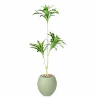 Artificial Dracaena Song of India Tree