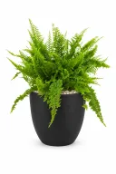 Boston Fern Aura With Pot