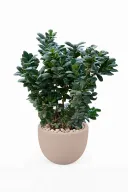 Ficus Microcarba Natural Plant In Curve Pot