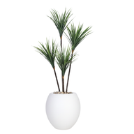 Artificial Dracaena Tree with Paula Pot