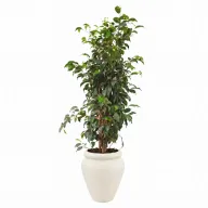 Tall Natural Weeping Fig Classic