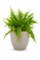 Boston Fern Aura With Pot