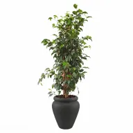 Tall Natural Weeping Fig Classic