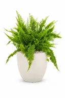 Boston Fern Aura With Pot