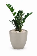 Green ZZ Natural Plant In Aura Pot
