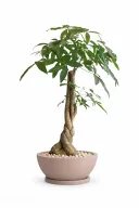 Money Tree Natural Plant In Bowl