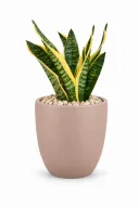 Gold Snake Natural In Aura Pot