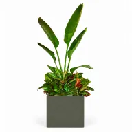 Natural Augusta & Croton In Cube Pot