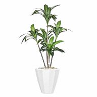 Artificial Dracaena Marginata in Terrazzo Planter
