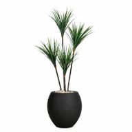 Artificial Dracaena Tree with Paula Pot