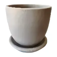 Miniature Strelitzia in Plant Pot