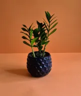 ZZ Plant – Indoor Potted Greenery