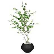 Artificial Maple Tree with Kora Planter